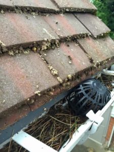cost, Gutter Cleaning, How Much Does Gutter Cleaning Cost?