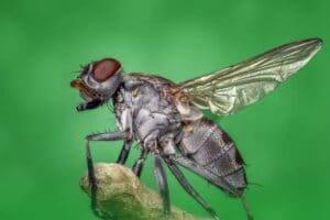 fly control, A fly is sitting on a branch with a green background in an exterior setting.