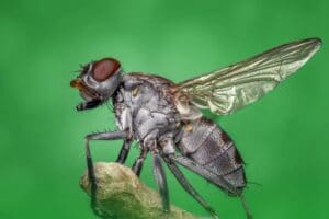 A fly is sitting on a branch with a green background in an exterior setting.
