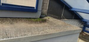 Bird Spike Installation in London, Bird Proof, Bird spikes installation London